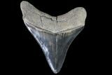 Serrated, Fossil Megalodon Tooth - Georgia #88666-2